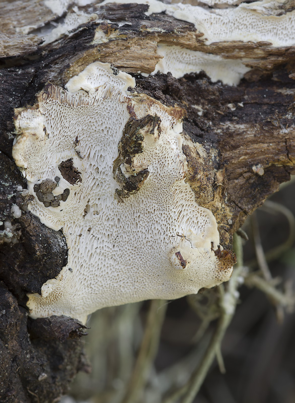 Perenniporia meridionalis